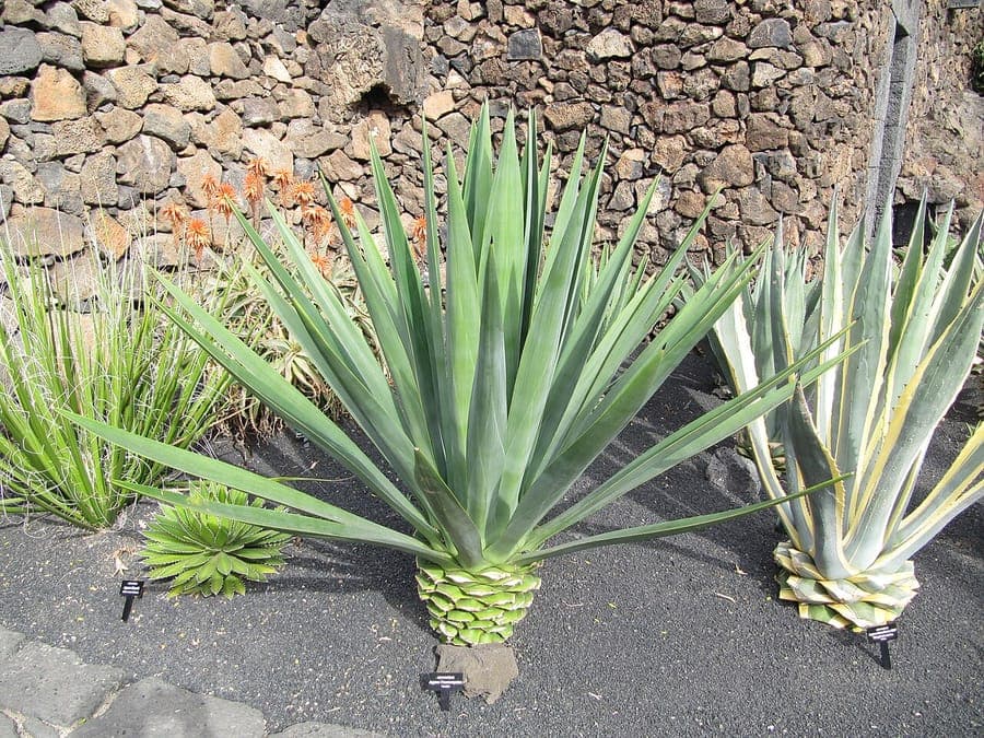 Yucatan sisal (Agave fourcroydes) in volle groei op een zonnig droog grasveld