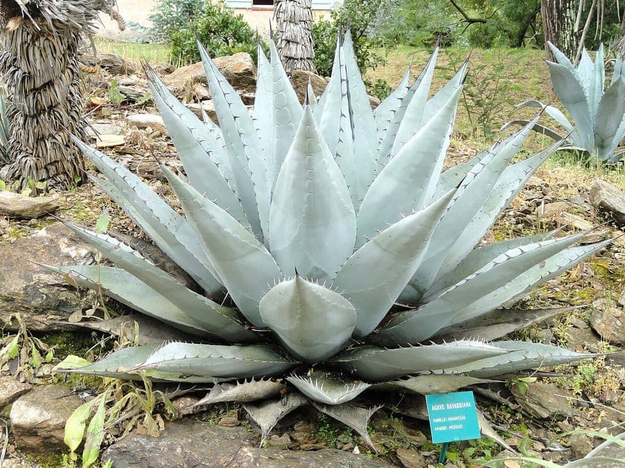 Havard Agave with blue, frost-hardy foliage