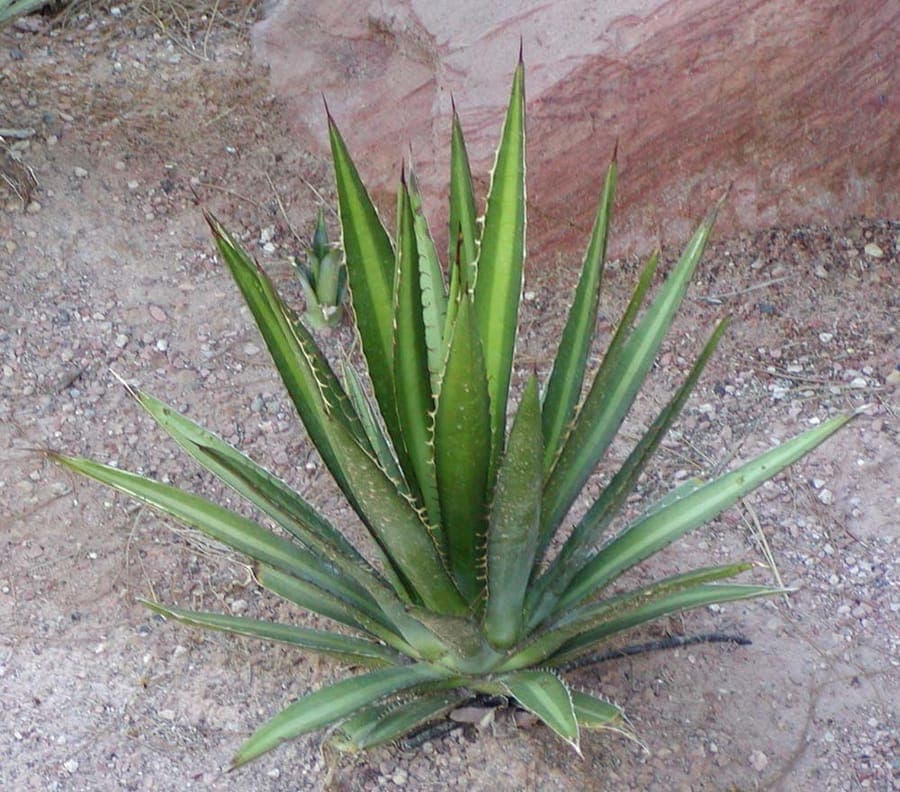 Agave lechuguilla plant with gray-green foliage