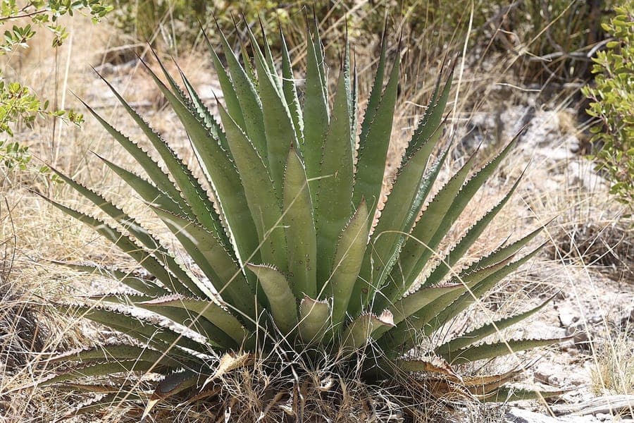 Palmer agave (Agave palmeri) foliage and growth