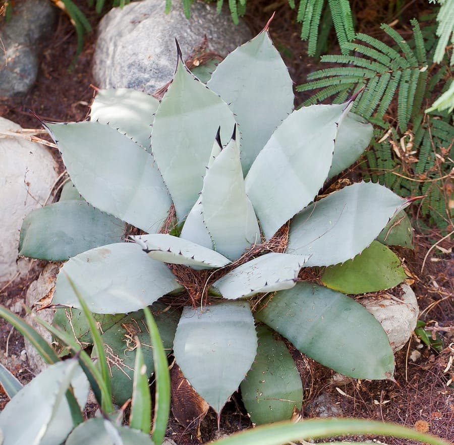 Agave parryi with compact blue-green leaves in tight rosette formation