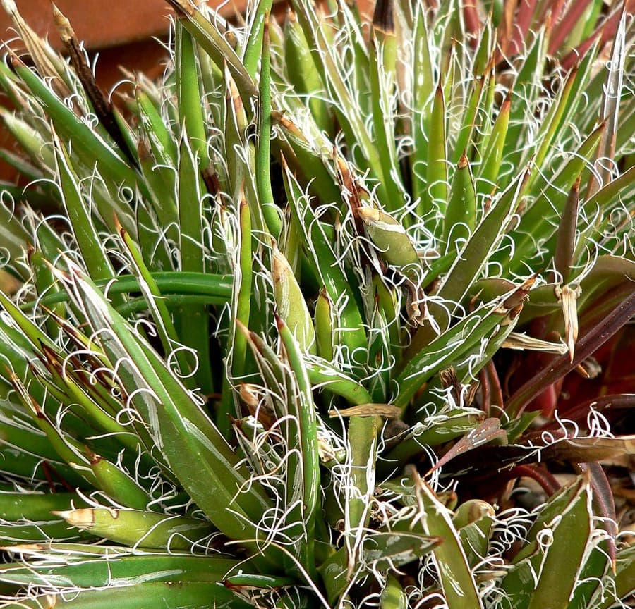 Agave parviflora small-flower century plant with narrow striped leaves