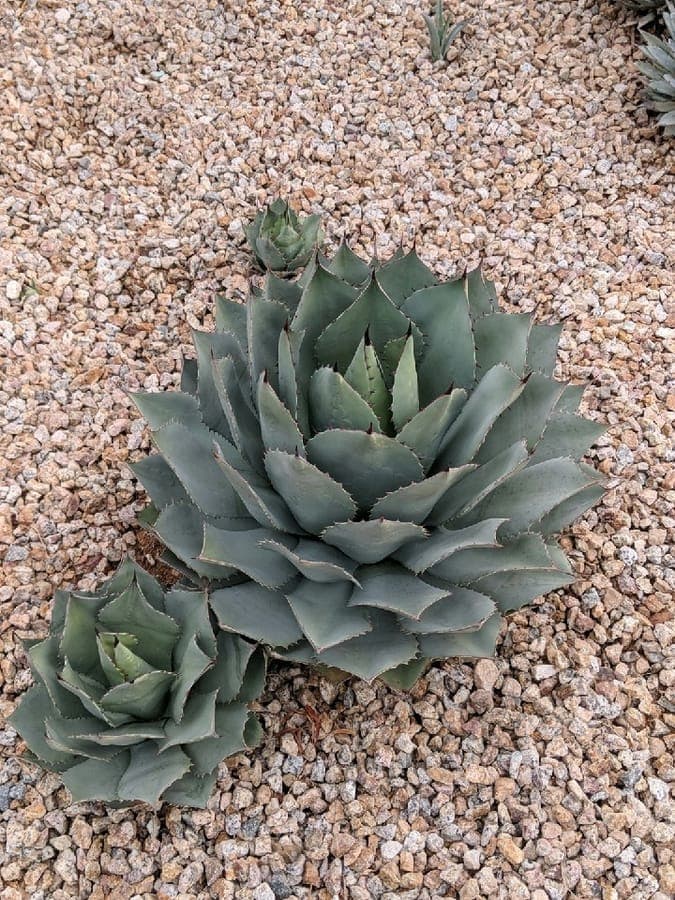 Agave potatorum rosette with silvery-blue foliage