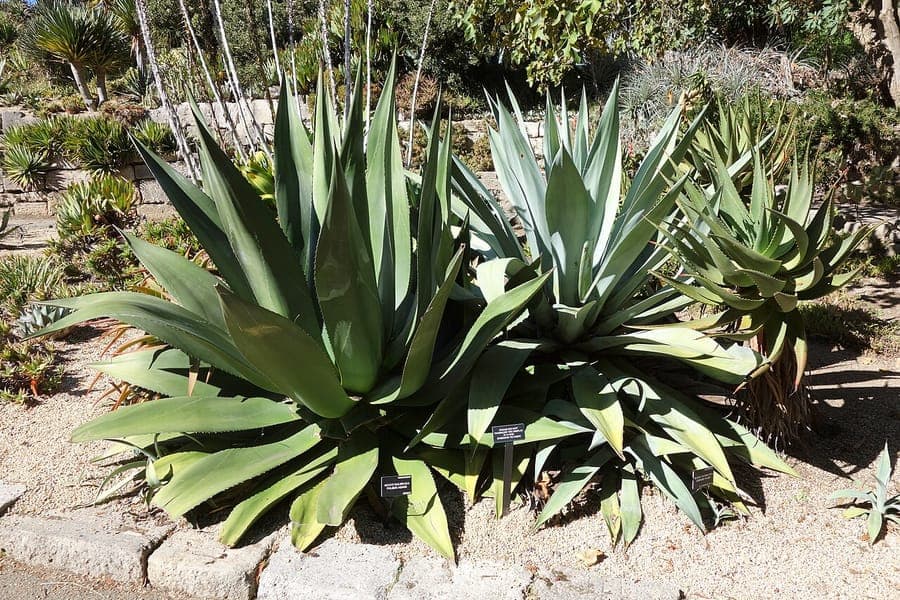 Pulque agave with characteristic blue-gray leaves