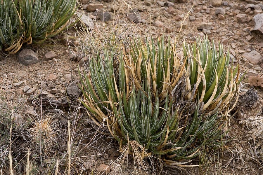 Schott's Century Plant with hairy, green foliage