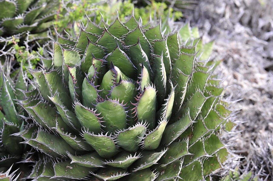 Blue-grey Coastal agave rosette with characteristic pointed leaves