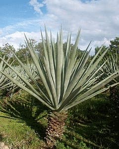 Agave sisalana in volle groei op een zonnig terras in Nederland