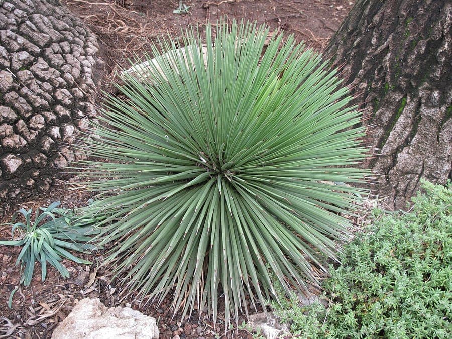 Hedgehog agave with sharp, upright leaves forming a star-like rosette
