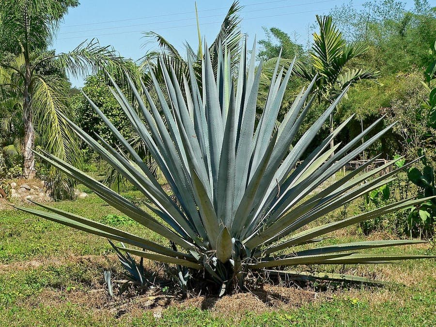 Tequila agave with grey-blue foliage in a large rosette form