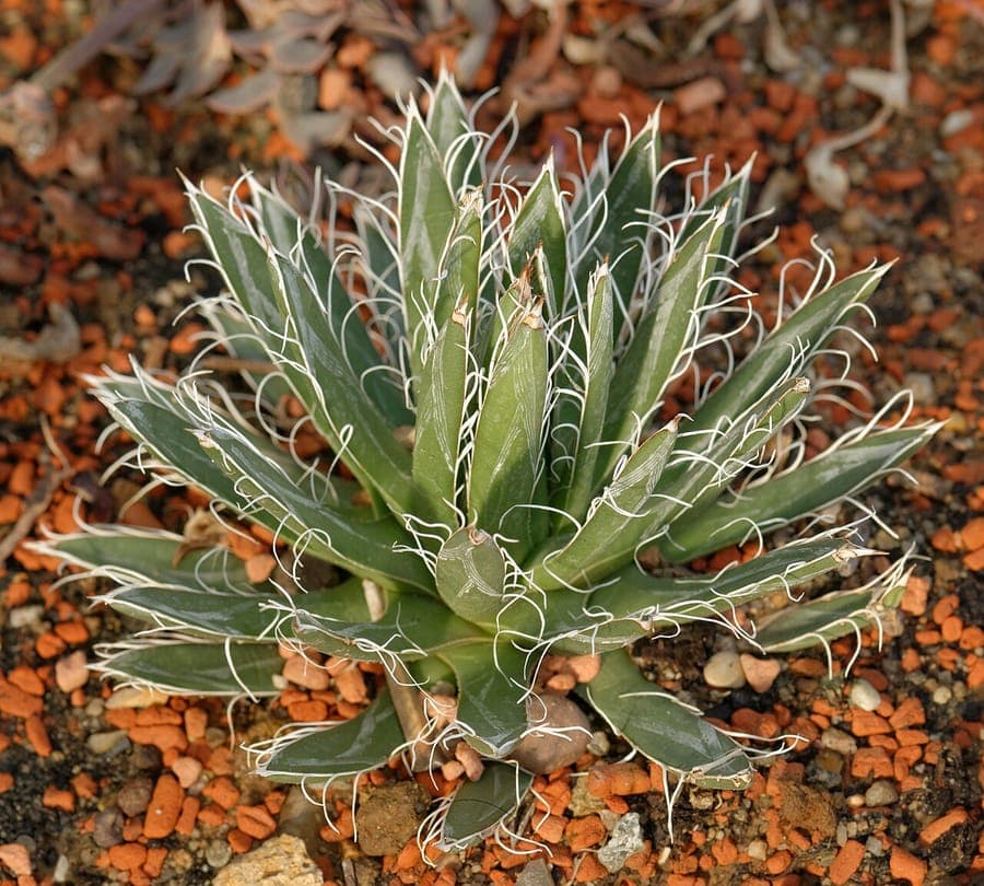 Agave toumeyana century plant
