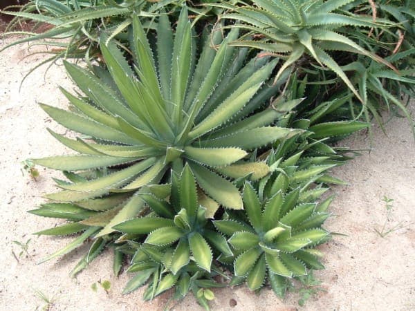 McKelvey agave (Agave univittata) leaves with silver stripes