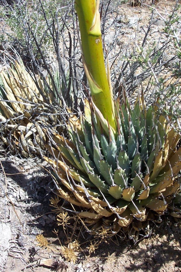 Utah agave with grey-green foliage in a tight rosette form