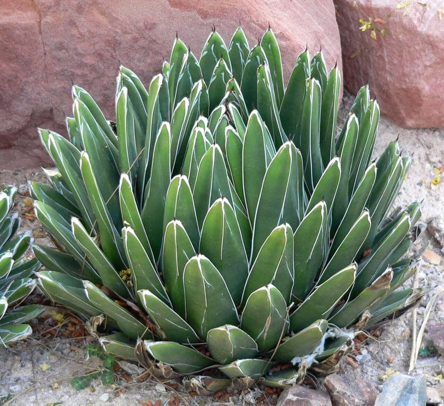 Agave victoriae-reginae in bloei
