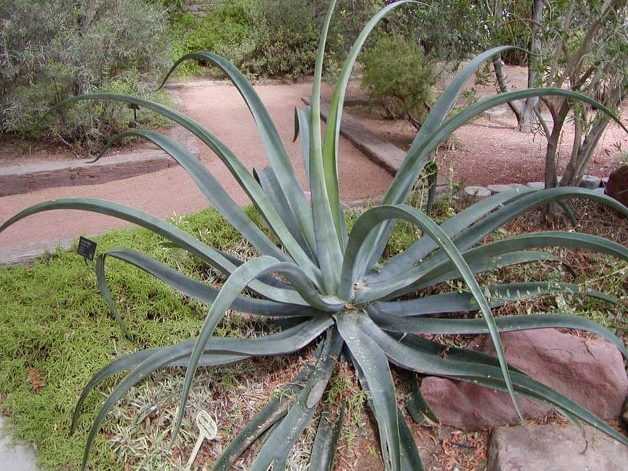 Agave vilmoriniana Octopus Plant with drooping tentacle-like leaves