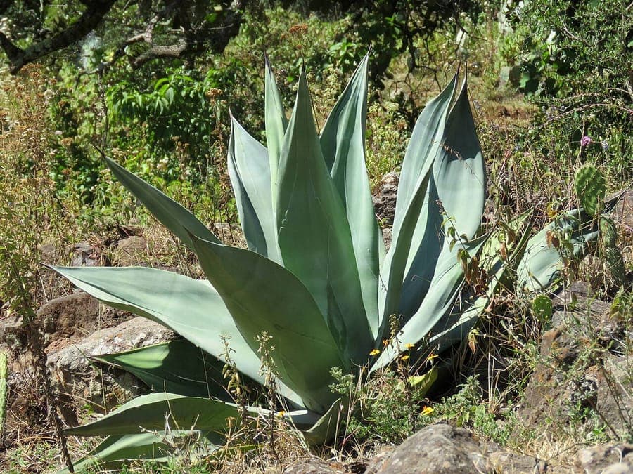 Weber Agave rosette with thick gray leaves