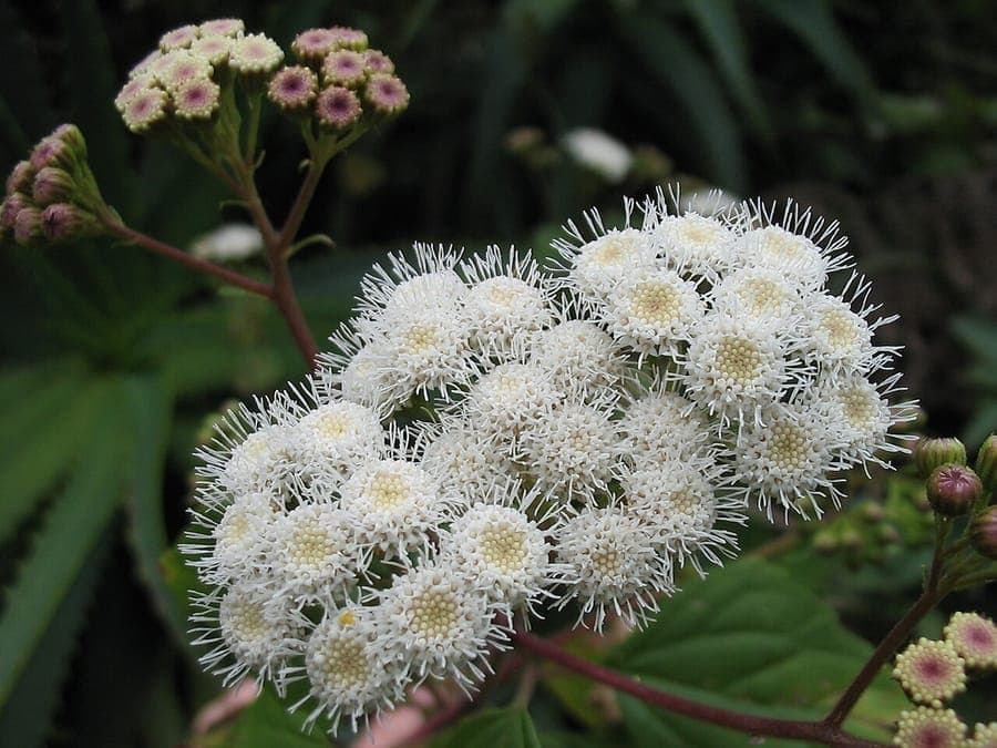 Ageratina adenophora plant with pink-purple flowers