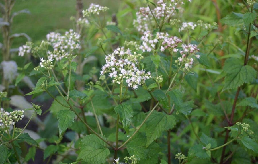 White snakeroot plant with fine white flower clusters