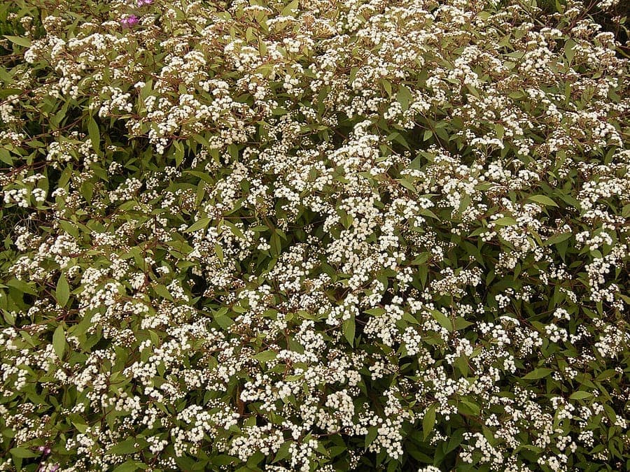 Creeping croftonweed (Ageratina riparia) in bloom