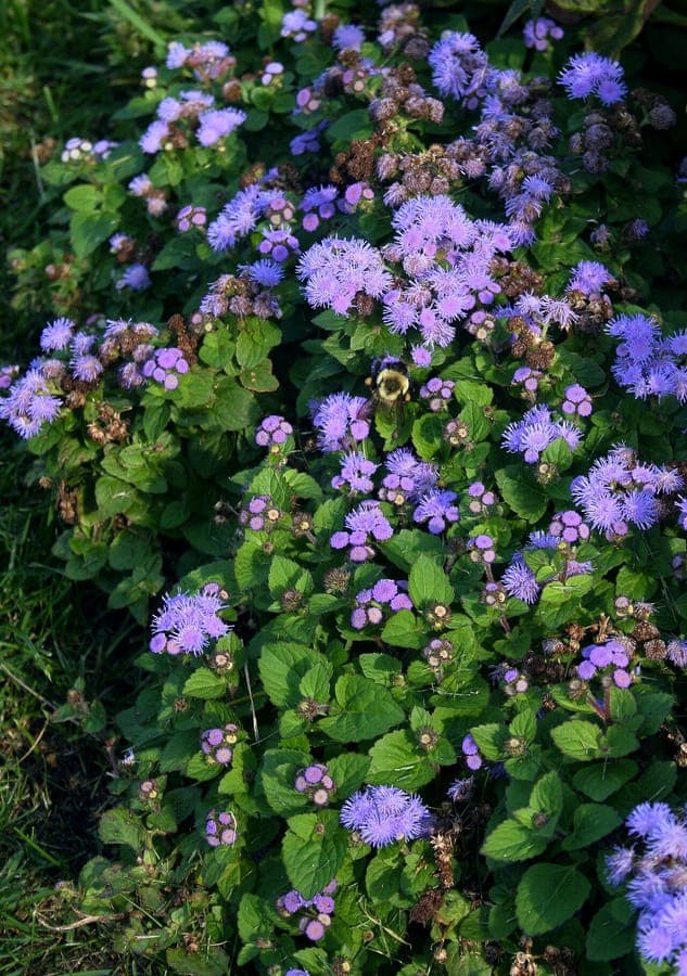 Ageratum houstonianum with fluffy blue flower clusters
