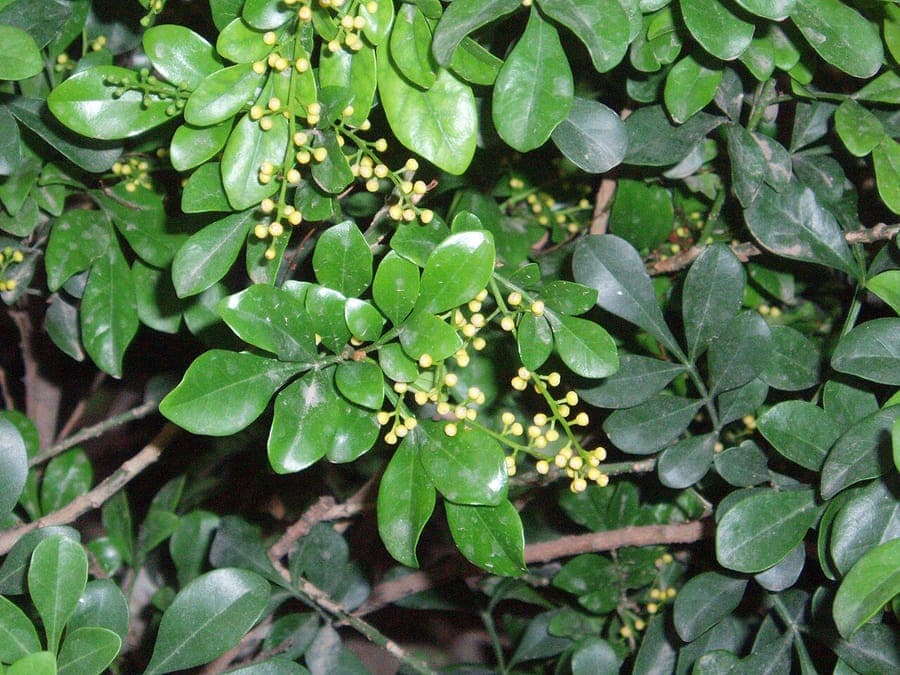 Chinese perfume tree (Aglaia odorata) with flowers