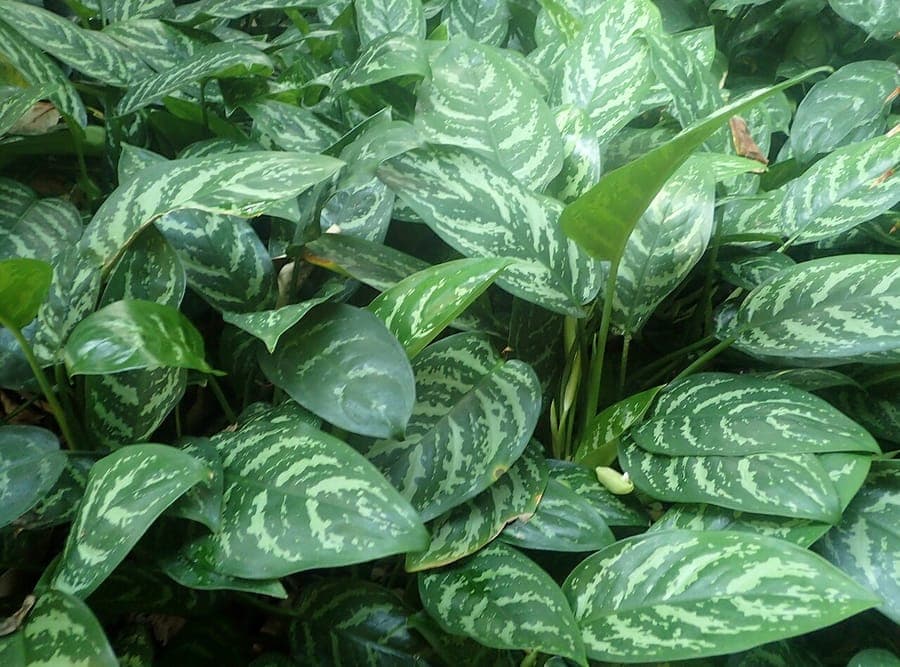 Aglaonema commutatum mit silber-grunen Blattern