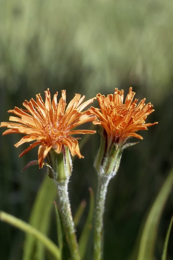 Agoseris aurantiaca mit orangen Blüten auf Bergwiese