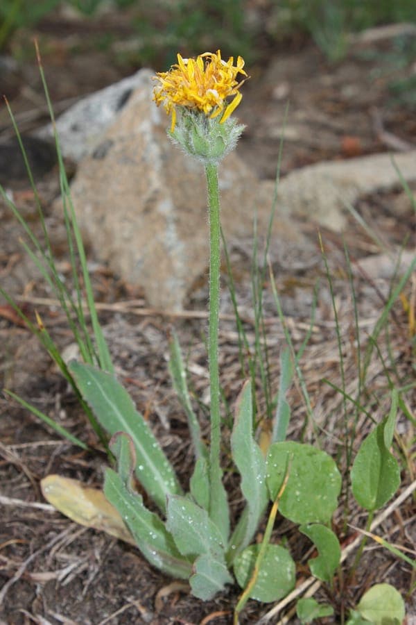 Agoseris glauca with yellow flower heads in open grassland