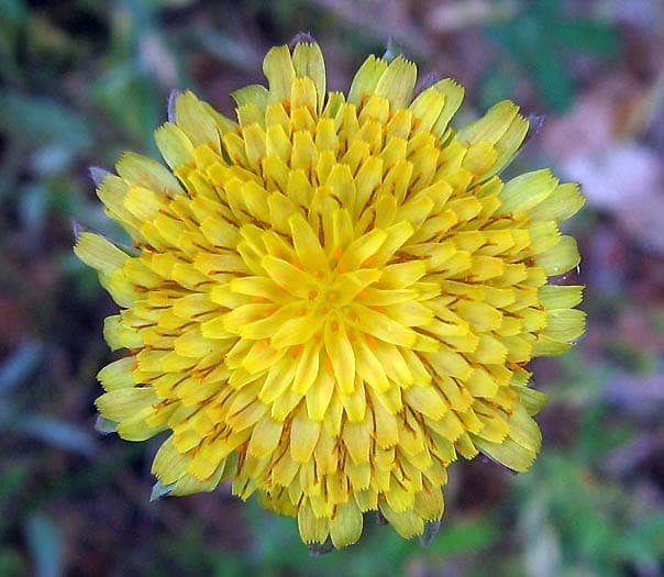 Agoseris grandiflora mit leuchtend gelben Blüten auf Grasland