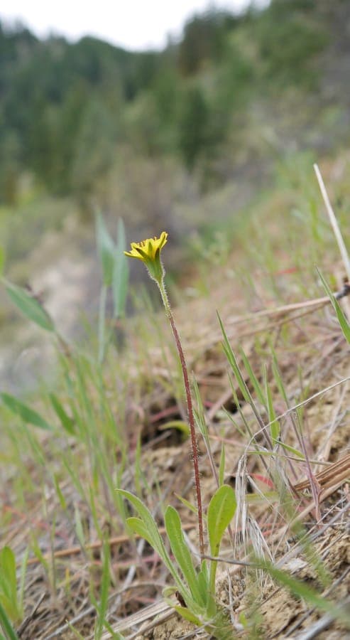 Annual agoseris with yellow flower heads