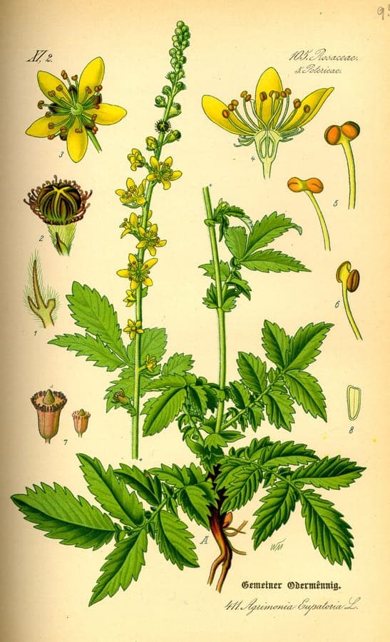 Yellow flowering spikes of Agrimonia eupatoria in summer sun