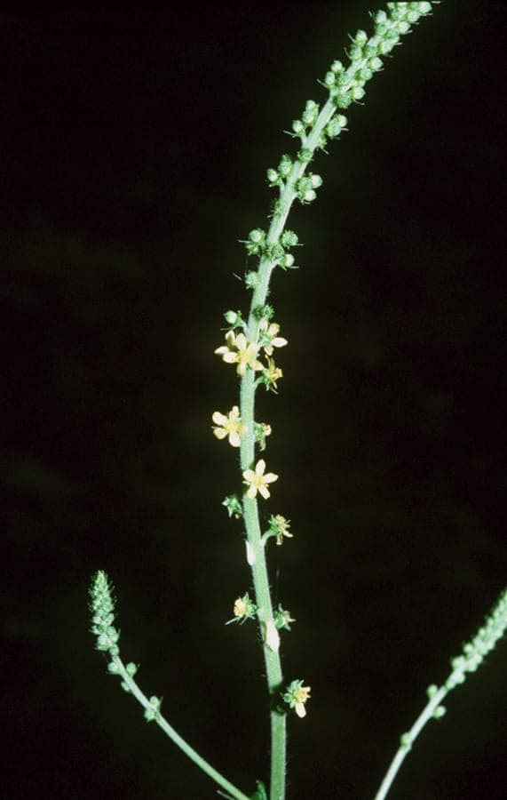 Agrimonia parviflora mit goldgelben Blütenähren an Feuchtstandort