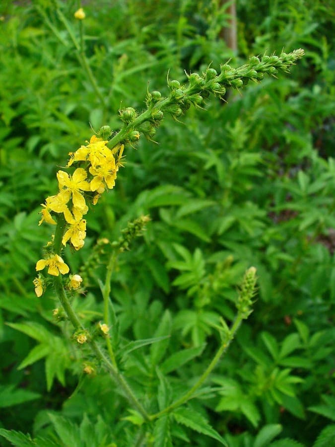 Yellow flower spikes of scented agrimony in summer sunshine