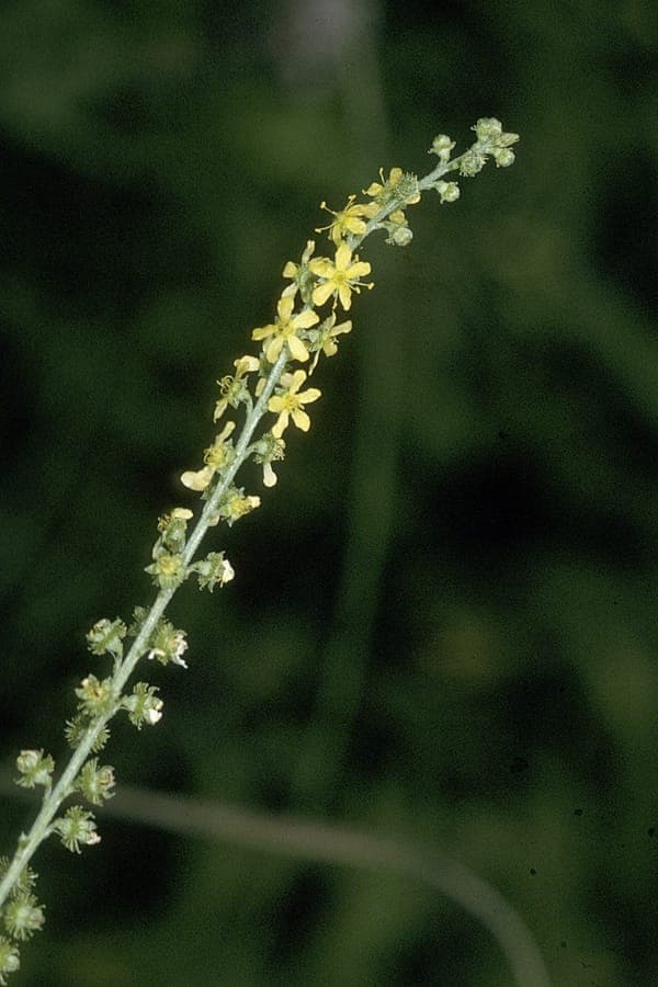 Agrimonia striata mit goldgelben Blütenrispen an einem Waldrand