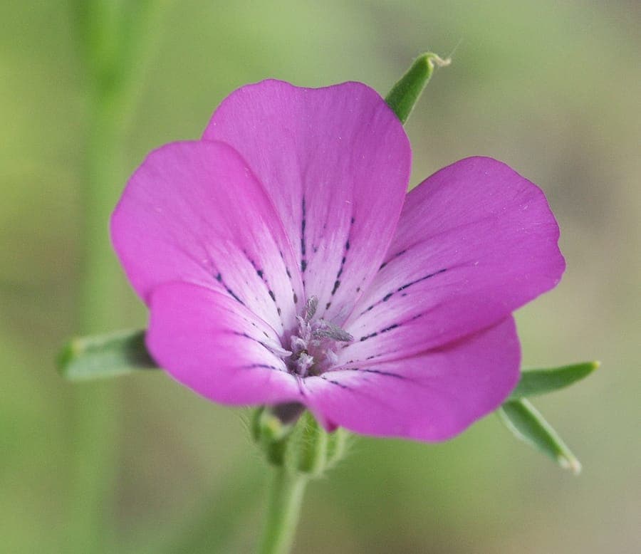Lila blühende Kornrade in einem sonnigen Feld zwischen Gräsern und Wildblumen