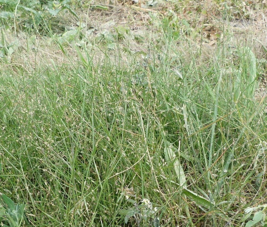 Agrostis castellana in bloei
