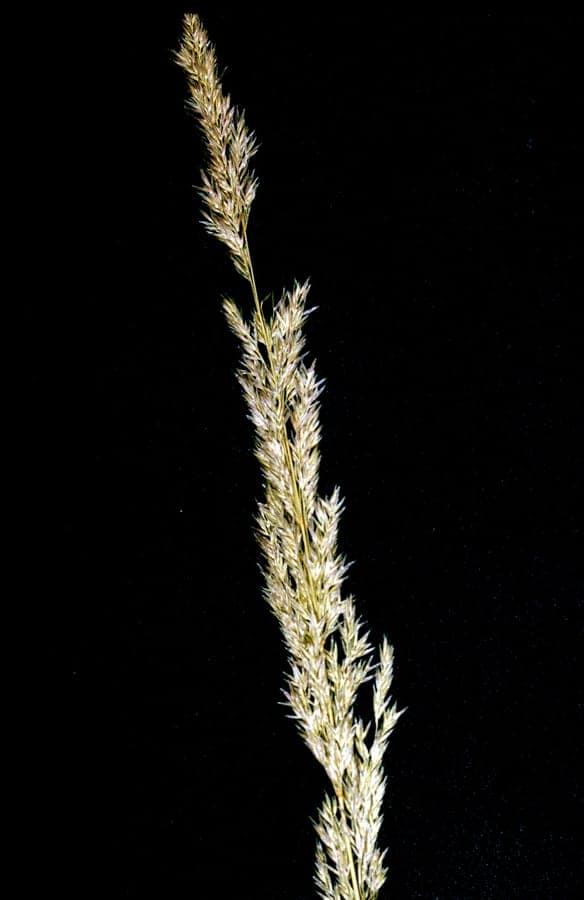 Spike redtop grass (Agrostis exarata) with characteristic flower panicles
