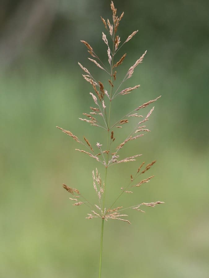 Weiße Straußgras in voller Blüte auf einer feuchten Wiese, mit silbrig-grauen Rispen über grünem Laub