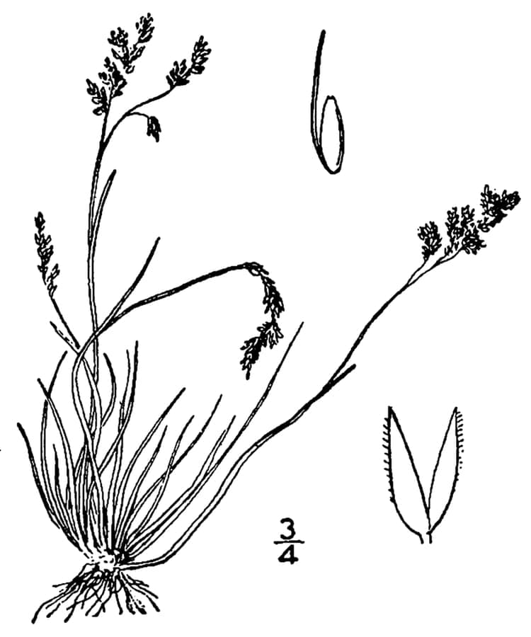 Agrostis mertensii northern bentgrass