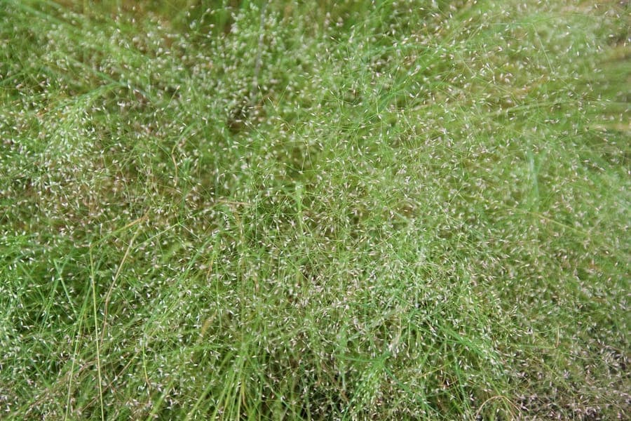 Agrostis nebulosa with delicate cloud-like flower panicles floating above the foliage