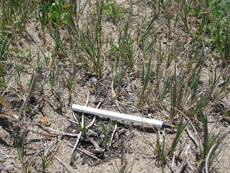 Agrostis pallens - Blasses Strauss-Gras mit feinen grunen Rispen in der Natur
