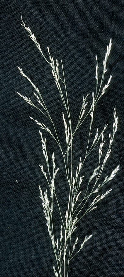 Agrostis perennans, autumn bent, showing its fine airy panicles and delicate light green foliage