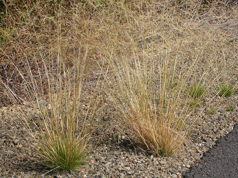 Agrostis scabra (tickle grass) with fine texture