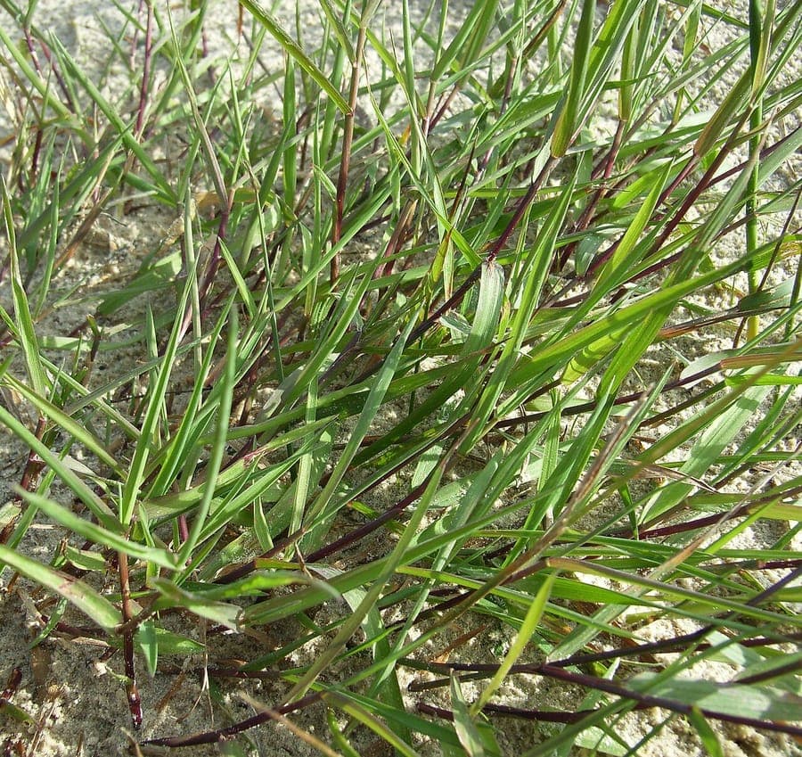 Kriechendes Straußgras in voller Blüte am sonnigen Beetrand
