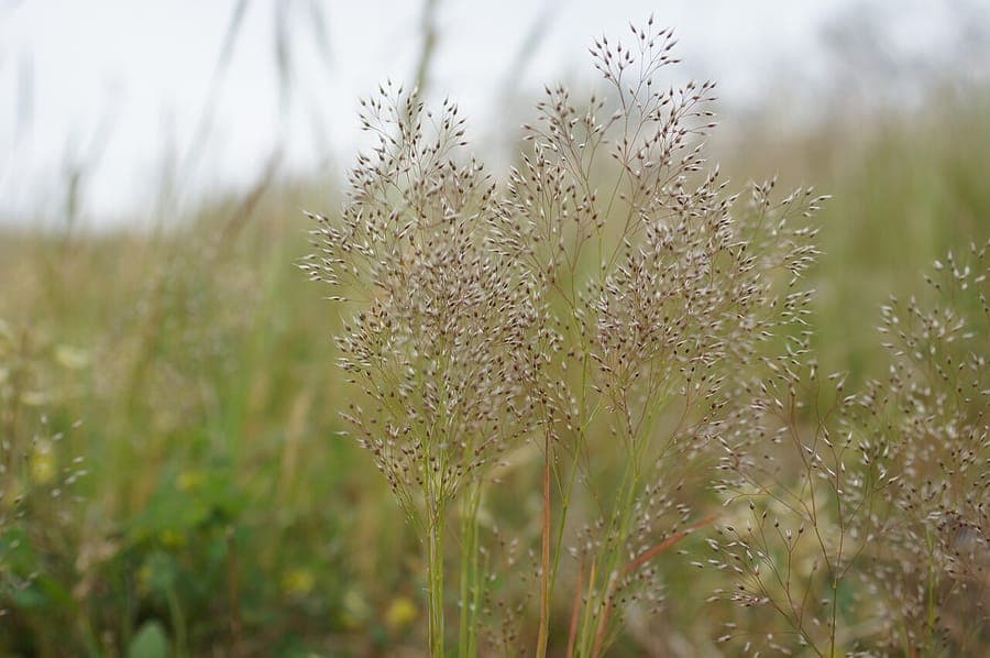 Aira cupaniana - silvery hair grass with fine silver-white flower plumes in April