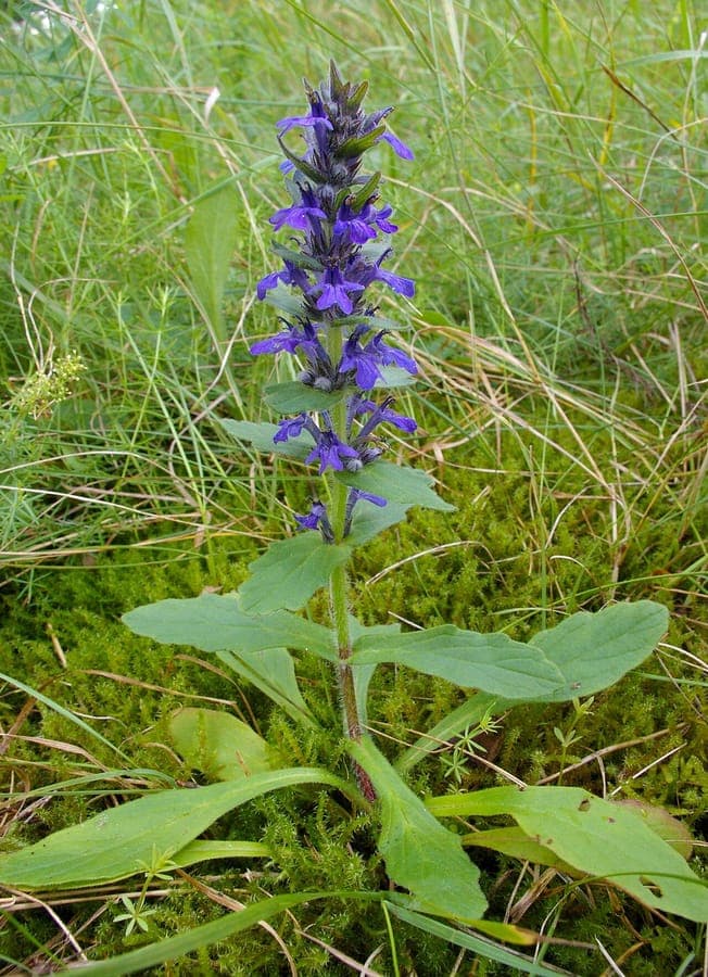 Genfer Günsel in voller Blüte unter lichten Laubbäumen im Waldgarten