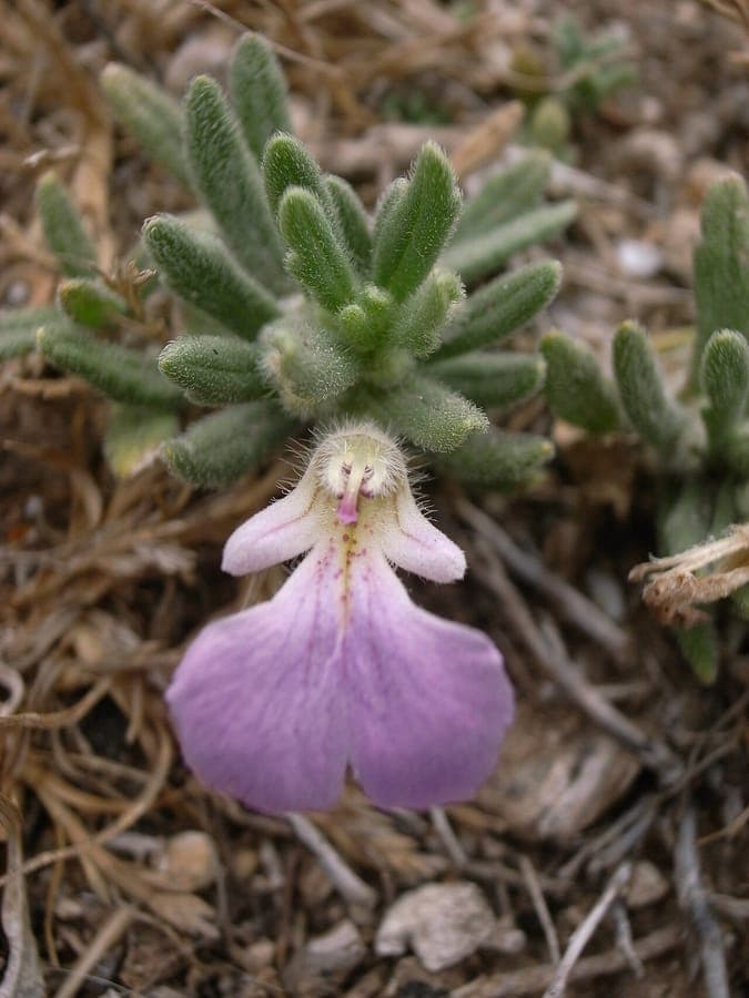 Ajuga iva plant with purple flowers in bloom