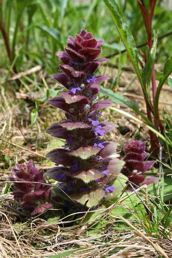 Pyramiden-Günsel mit aufrechten blauen Blütentrauben in einem schattigen Beet
