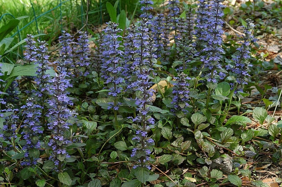 Kriechender Günsel mit glänzenden Blättern und blau-lila Blütentrauben in einer schattigen Beetkante