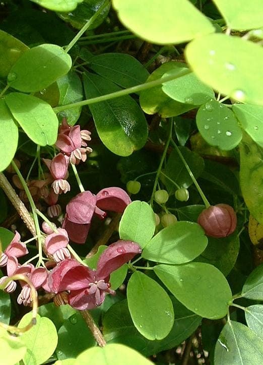 Akébie à cinq feuilles (Akebia quinata) grimpant sur une pergola en bois avec des fleurs violet-brun et des feuilles divisées en cinq folioles