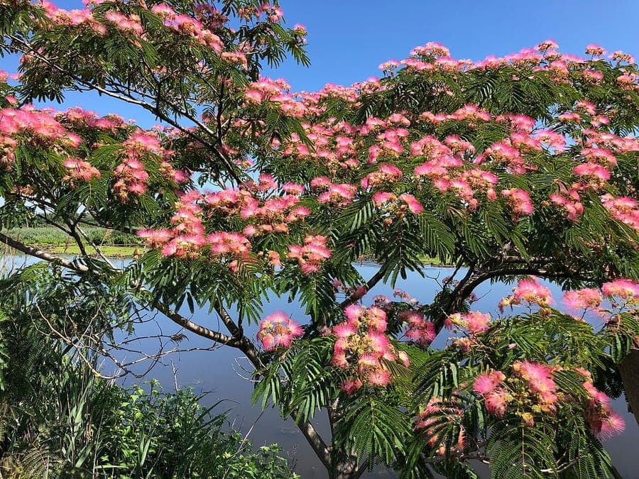 Mimosa tree in full bloom with soft pink fluffy flowers in summer